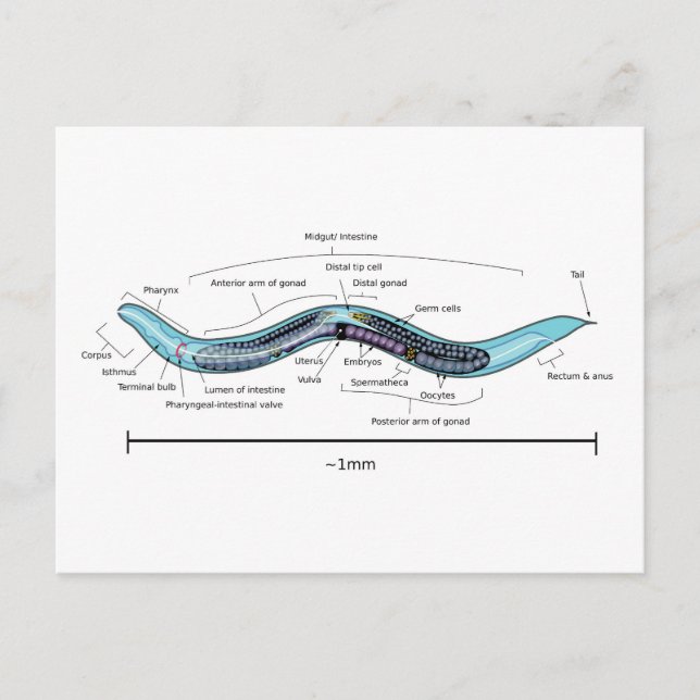 Carte Postale Nématode hermaphrodite Caenorhabditis elegans  (Devant)