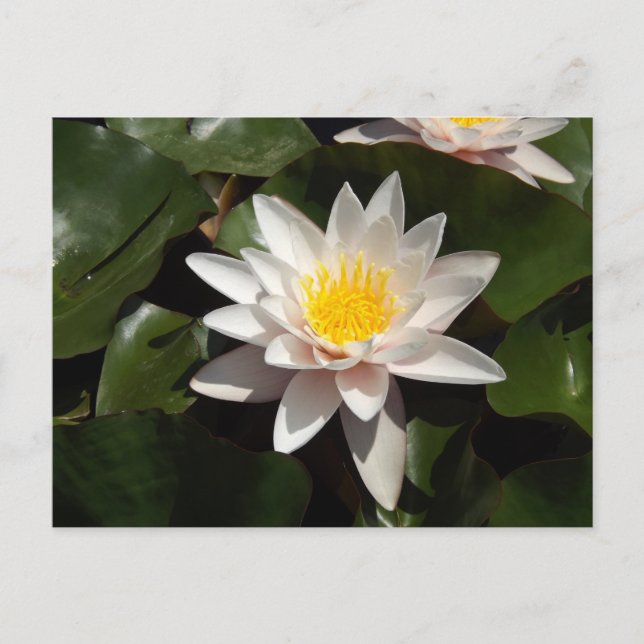 Carte postale Nénuphar (Devant)