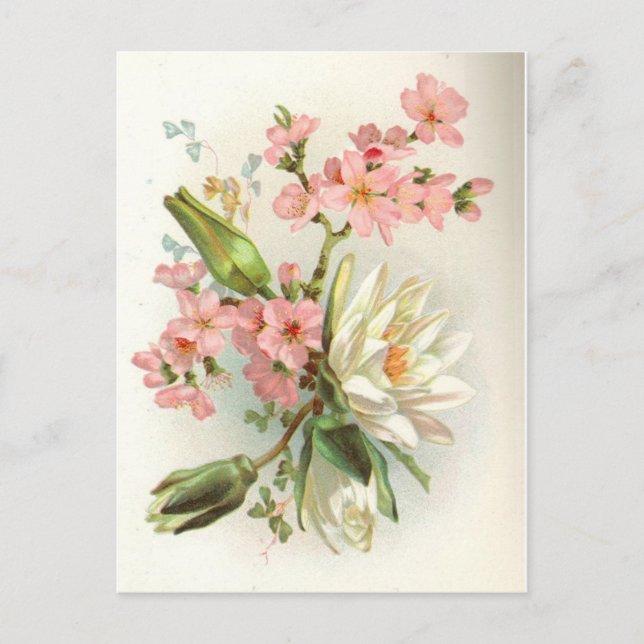 Carte Postale nénuphar (Devant)