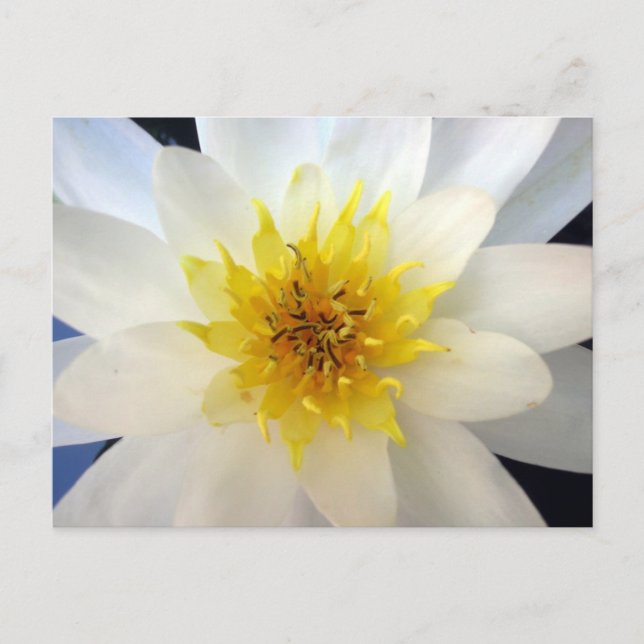 Carte Postale Nénuphar blanc (Devant)