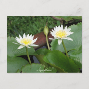 Carte Postale Nénuphar de fleurs Nymphaea