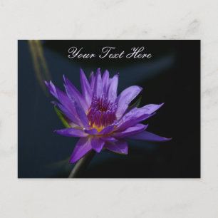 Carte Postale Nénuphar de Lotus pourpre