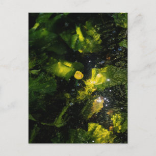 Carte Postale Nénuphar jaune lunatique dans une lumière scintill