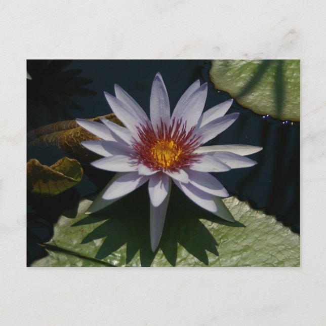 Carte postale Nénuphar Lotus blanc (Devant)