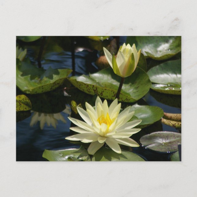 Carte postale Nénuphar Lotus blanche (Devant)