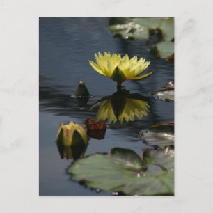 Carte postale Nénuphar Lotus Jaune