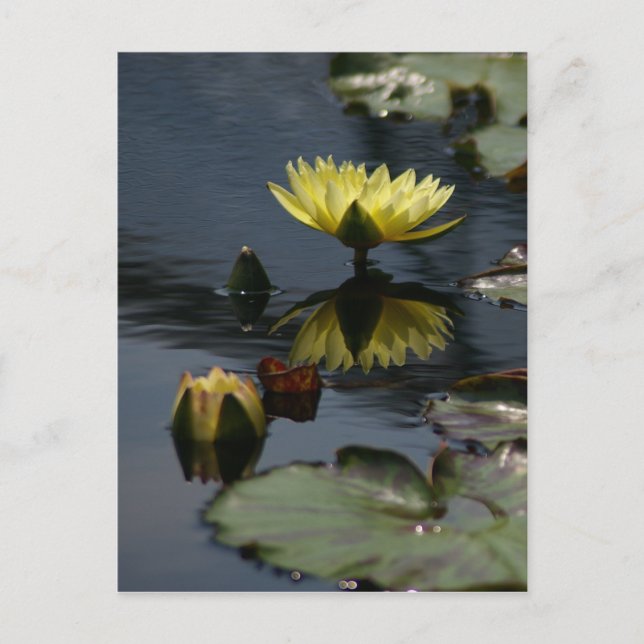 Carte postale Nénuphar Lotus Jaune (Devant)