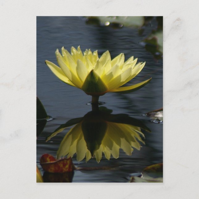 Carte postale Nénuphar Lotus jaune (Devant)