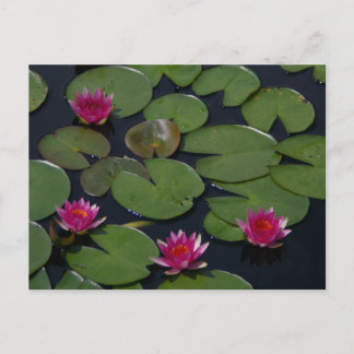 Carte postale Nénuphar Pink Lotus