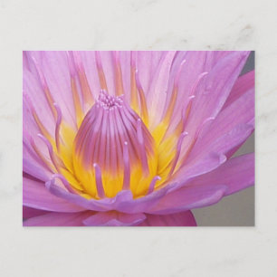 Carte postale Nénuphar rose