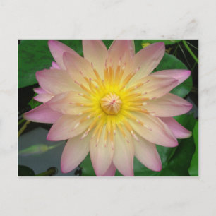 Carte Postale Nénuphar rose et jaune
