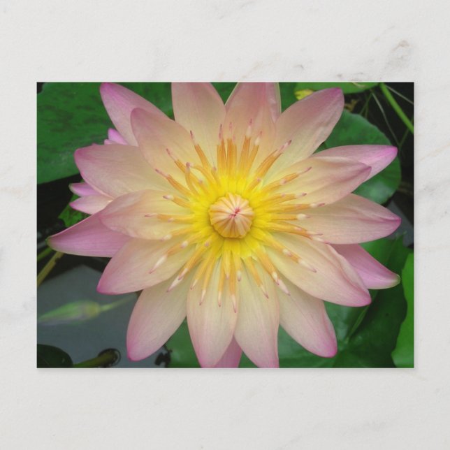 Carte Postale Nénuphar rose et jaune (Devant)