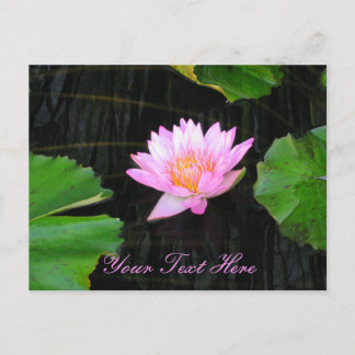 Carte Postale Nénuphar rose Lotus