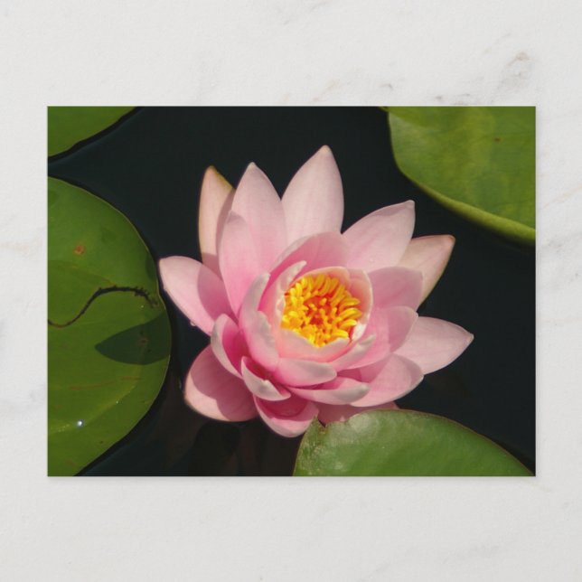 Carte Postale Nénuphar rose Lotus (Devant)