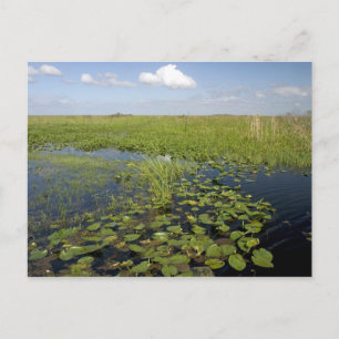 Carte Postale Nénuphars et sawgrass dans les everglades de Flori