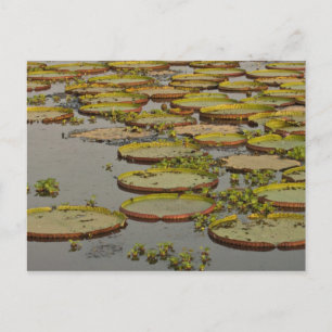 Carte Postale Nénuphars géants ou Victoria Victoria amazonica,