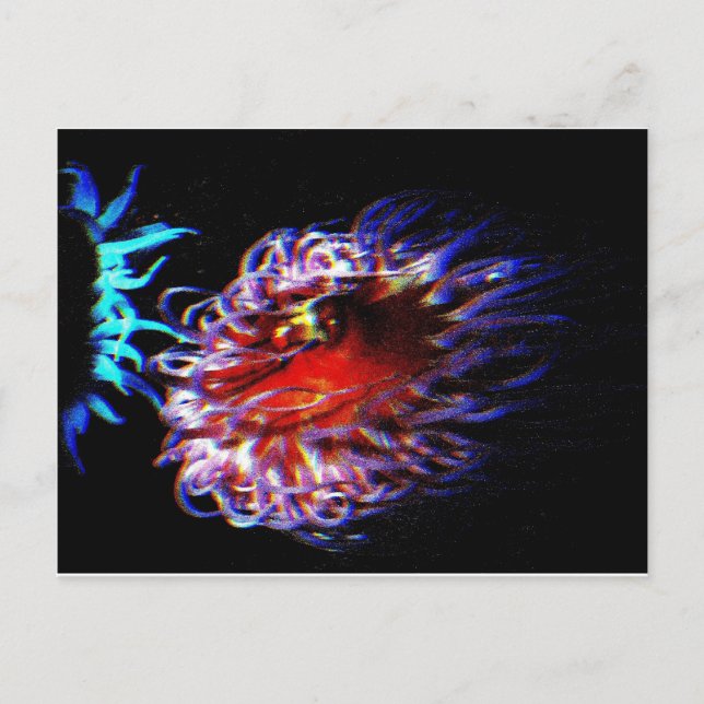 Carte Postale Neon sea anemones (Devant)