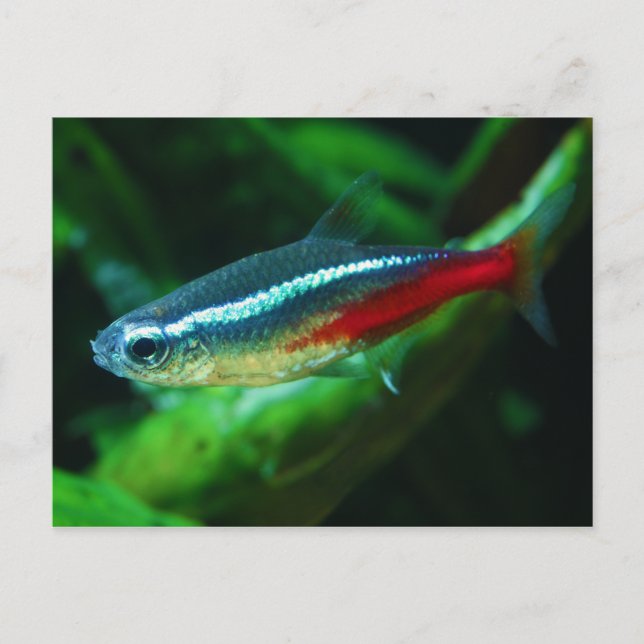 Carte Postale Neon Tetra Fish Paracheirodon Innesi (Devant)