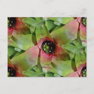 Carte Postale Neoregelia Bromeliad 'Tossed Salad'