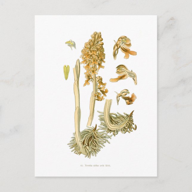 Carte Postale Neottia nidus avis (Devant)