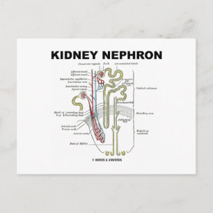 Carte Postale Néphron