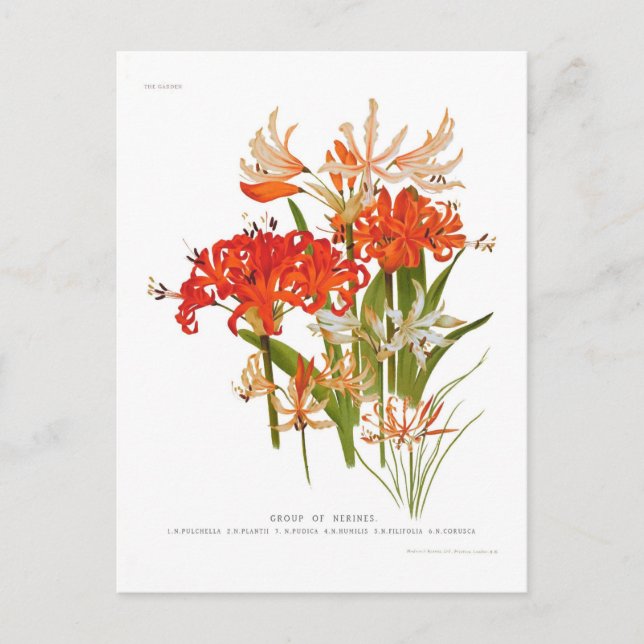 Carte Postale Nerines (Devant)