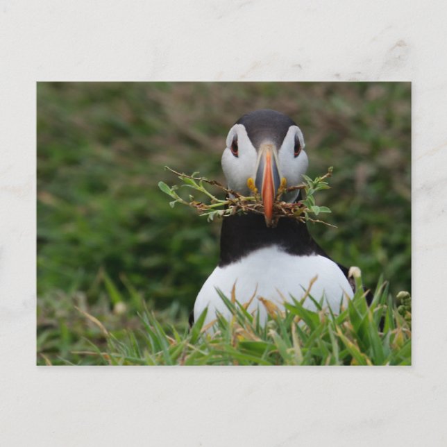 Carte Postale Nest Builder Puffin (Devant)