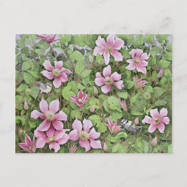 Carte Postale Nesting in Clematis (Devant)