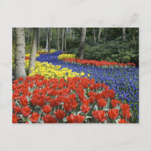Carte Postale Netherlands, Holland, Lisse, Keukenhof Gardens
