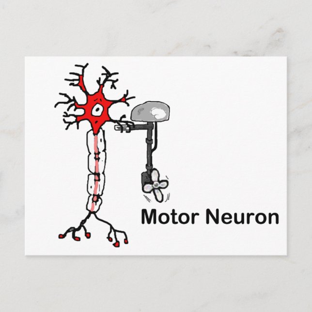 Carte Postale Neuron moteur (Devant)