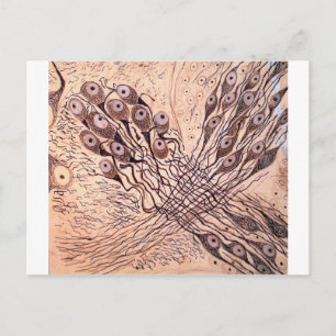 Carte Postale Neurones de Cajal 1