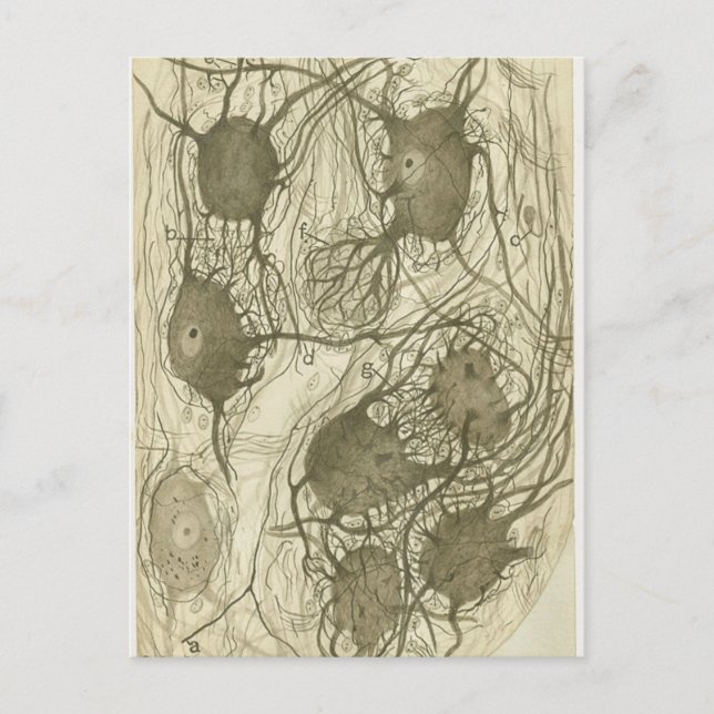Carte Postale neurones de Cajal 6 (Devant)