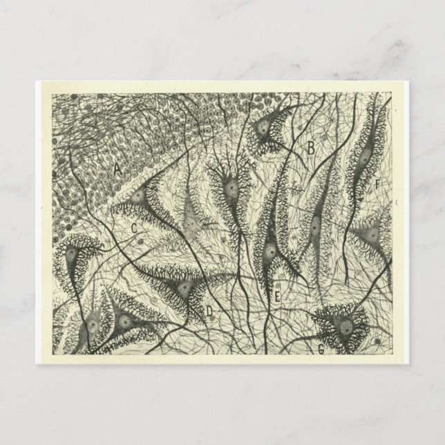 Carte Postale Neurons de Cajal 4 (Devant)