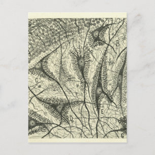 Carte Postale Neurons de Cajal 4