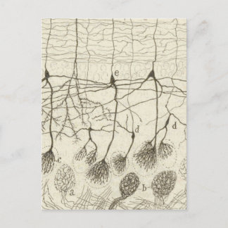 Carte Postale Neurons de Cajal 8
