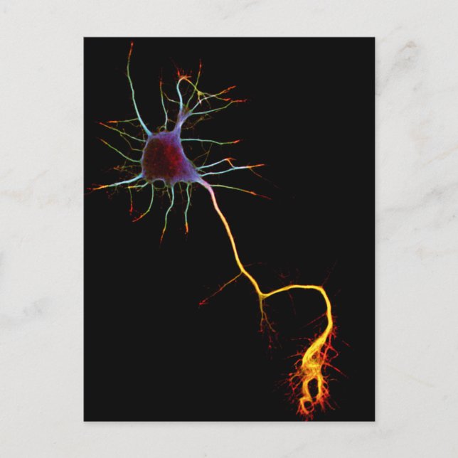 Carte Postale Neuroscience, neurone, science (Devant)