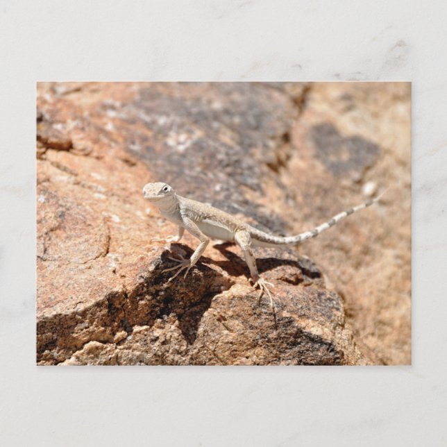 Carte Postale Nevada Lizard Vous Regarde ! (Devant)