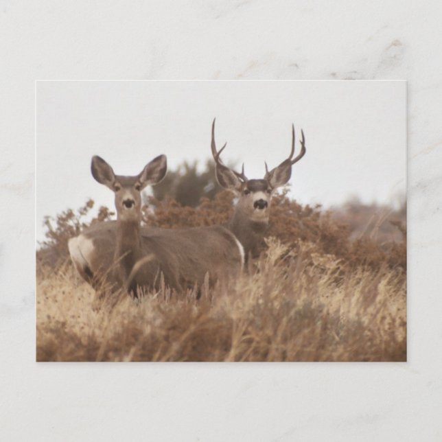 CARTE POSTALE NEVADA MULE DEER (Devant)