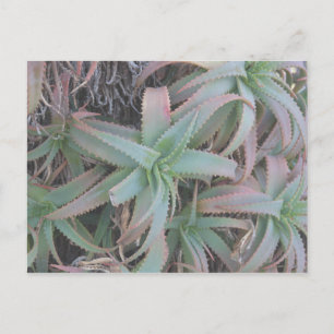 Carte Postale Nevada succulents