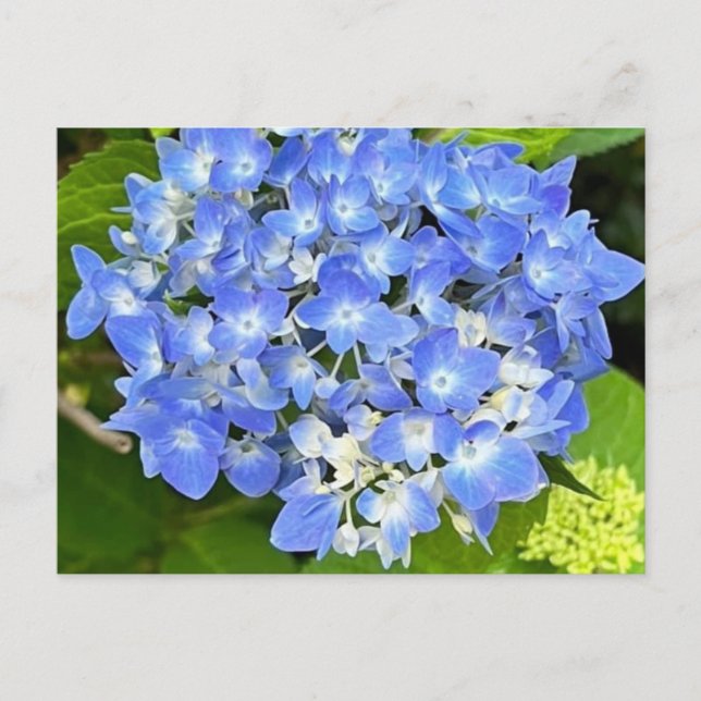 Carte postale New Bloom Hydrangea (Devant)