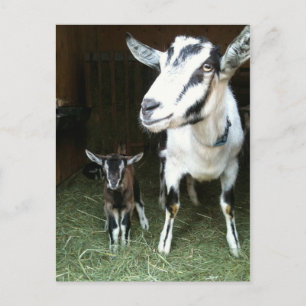 Carte Postale New Doeling with Mom Goat Postcard