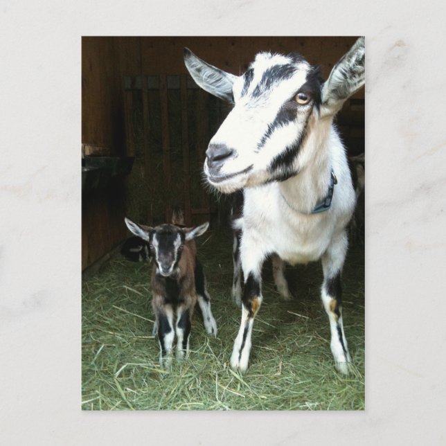Carte Postale New Doeling with Mom Goat Postcard (Devant)