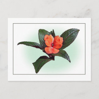 Carte postale New Guinea Impatiens Botanical Sketc