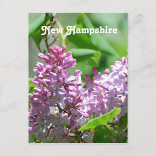 Carte Postale New Hampshire Lilacs