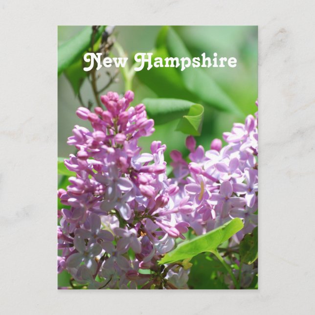 Carte Postale New Hampshire Lilacs (Devant)