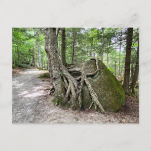 Carte postale New Hampshire Rock Tree