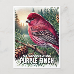Carte Postale New Hampshire State Bird Purple Finch