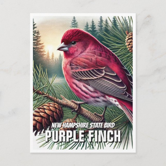 Carte Postale New Hampshire State Bird Purple Finch (Devant)