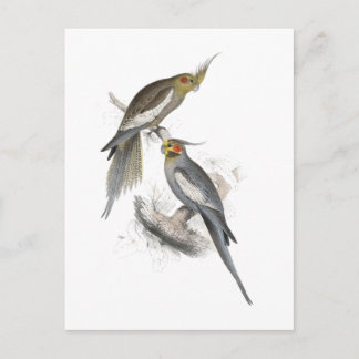 Carte Postale New Holland Parrakeet par Edward Lear