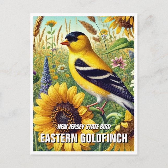 Carte Postale New Jersey State Bird Eastern Goldfinch (Devant)